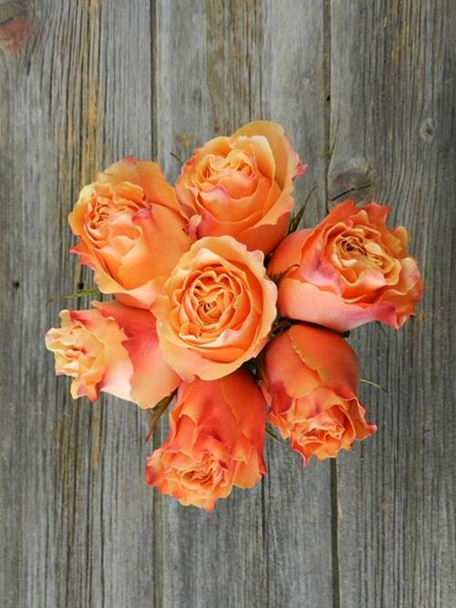 CARPE DIEM  PEACH  ROSES